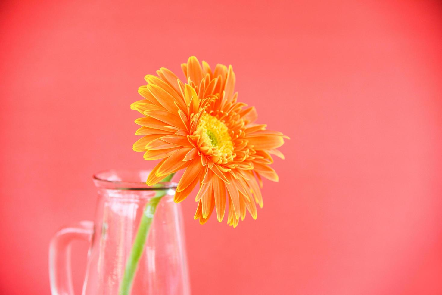 Orange gerbera daisy flower spring summer beautiful in glass jar composition on red background photo