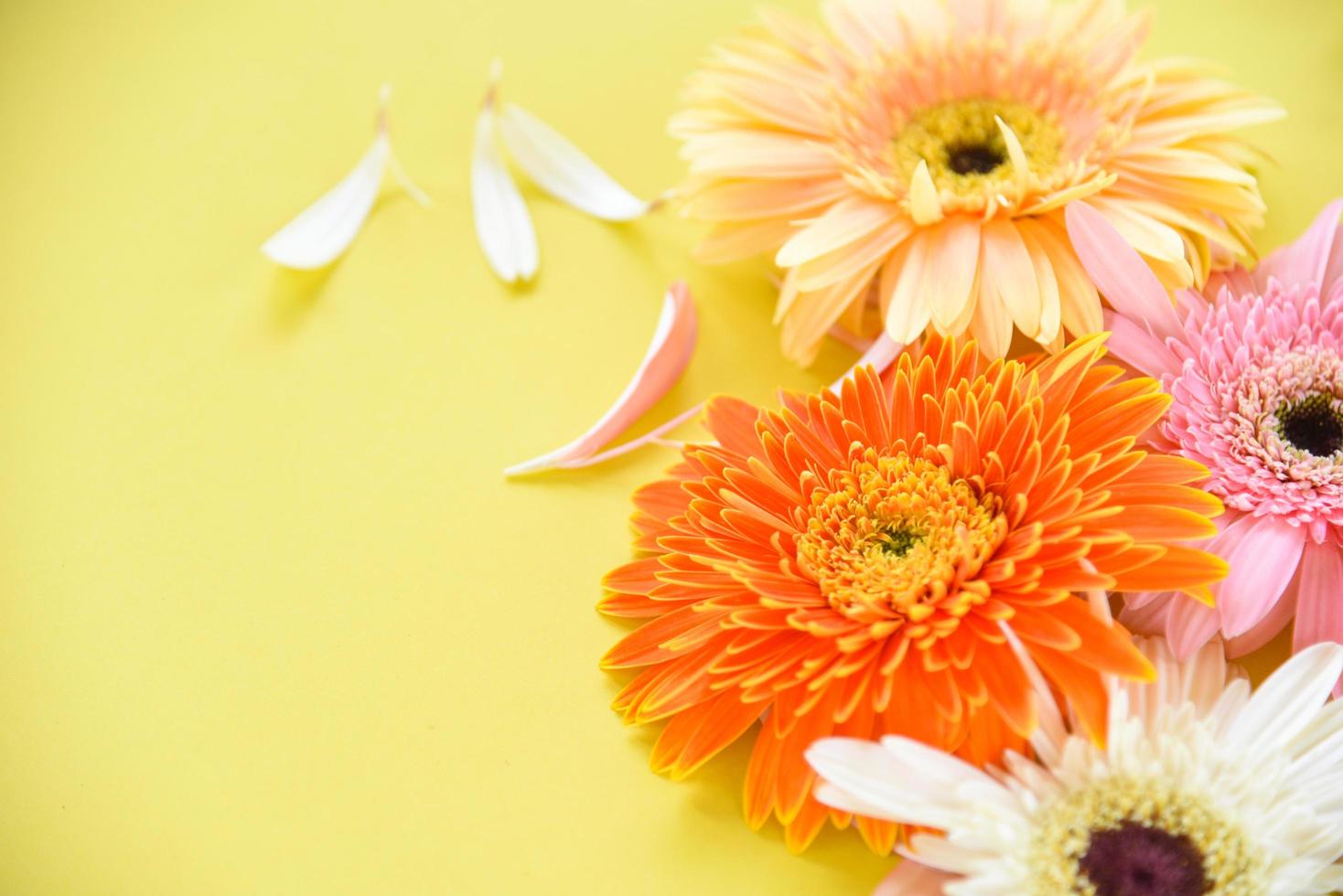 Colorful gerbera spring flowers summer beautiful blooming on yellow background photo