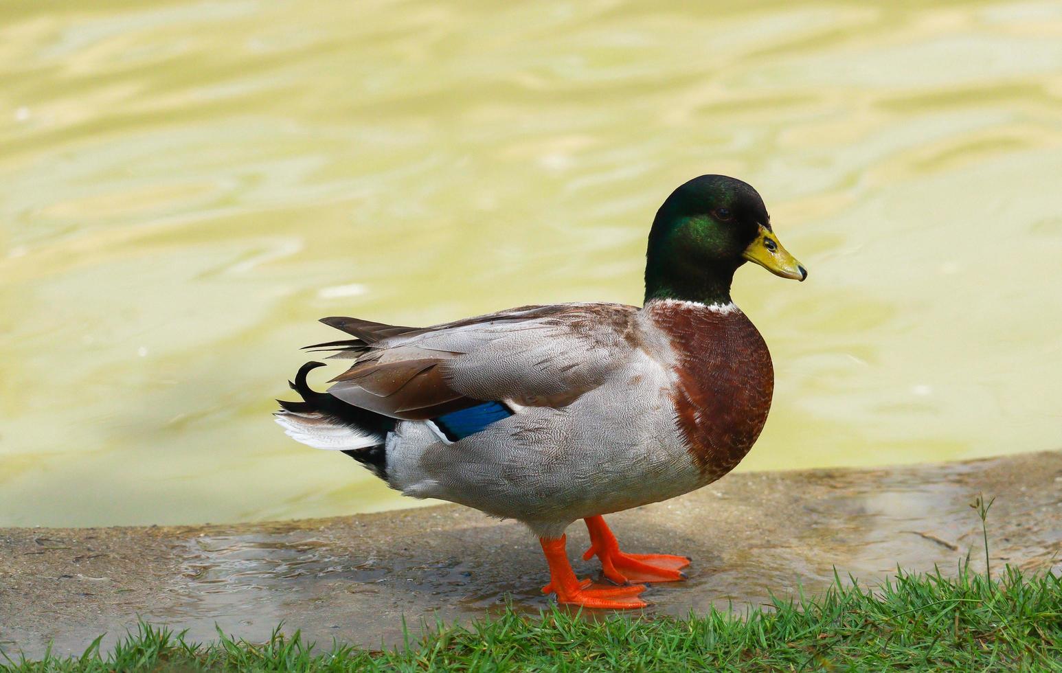 beautiful duck stood by the swamp. photo