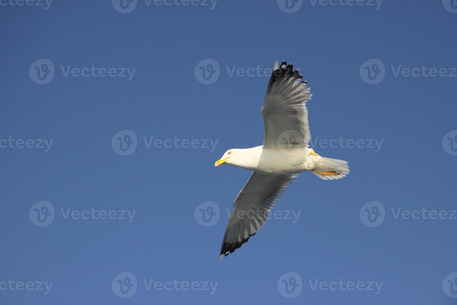 seagull is flying photo