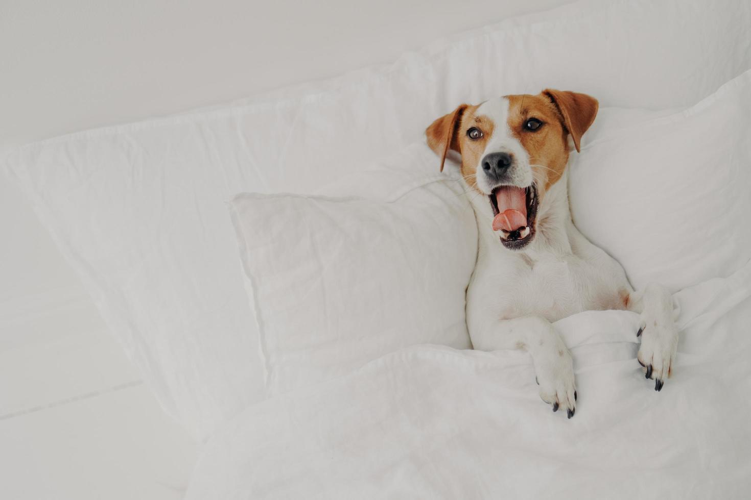 lindo perro jack russell terrier cansado bosteza duerme en una cama cómoda, se relaja bajo una manta blanca, disfruta de la relajación en casa, mantiene la boca abierta y muestra la lengua. aminales y concepto de hora de acostarse foto