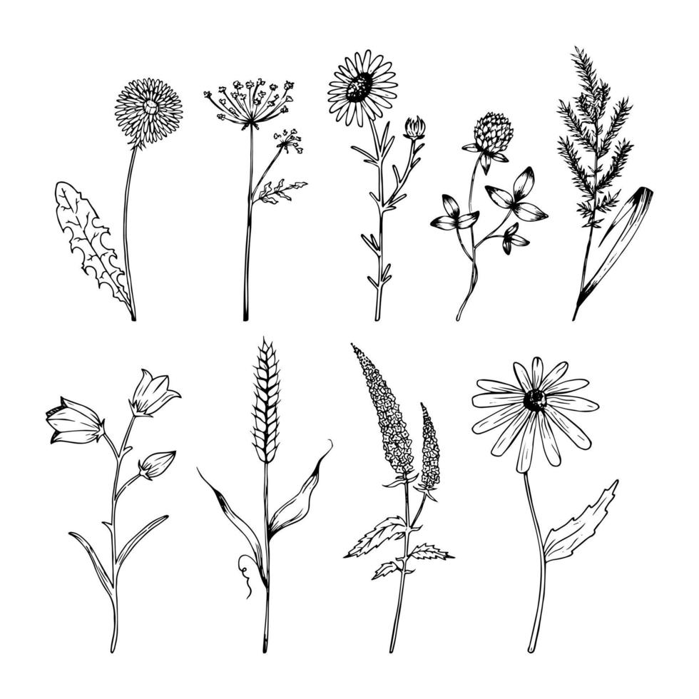 Hand drawn wildflowers set in realistic style. Wildflowers sketch. Outline. vector