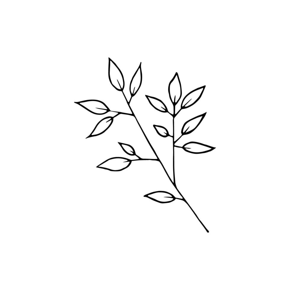 Hand drawn doodle leaf. Vector clipart with branch.