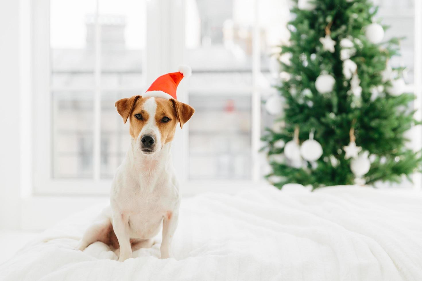 Jack Russell terrier dog wears Santa Claus hat, poses on white bed in spacious bedroom against big window and decorated Christmas tree. Winter holidays concept. photo