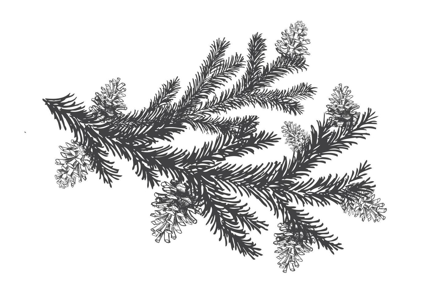 Christmas tree and pine trees with cones hand drawn illustration. vector
