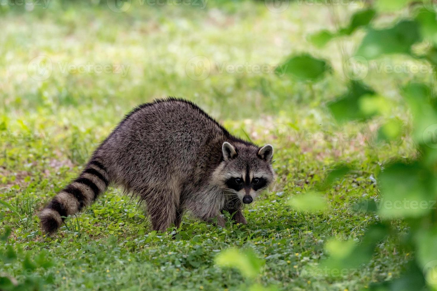 A raccoon making eye contact while foraging in the grass. photo