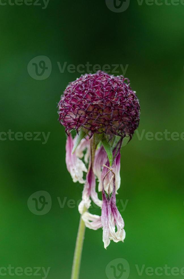A wilting purple flower in the garden, its petals barely attached. photo
