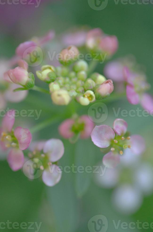 Defocused image of a soft pink alyssum bloom set against a green background. photo