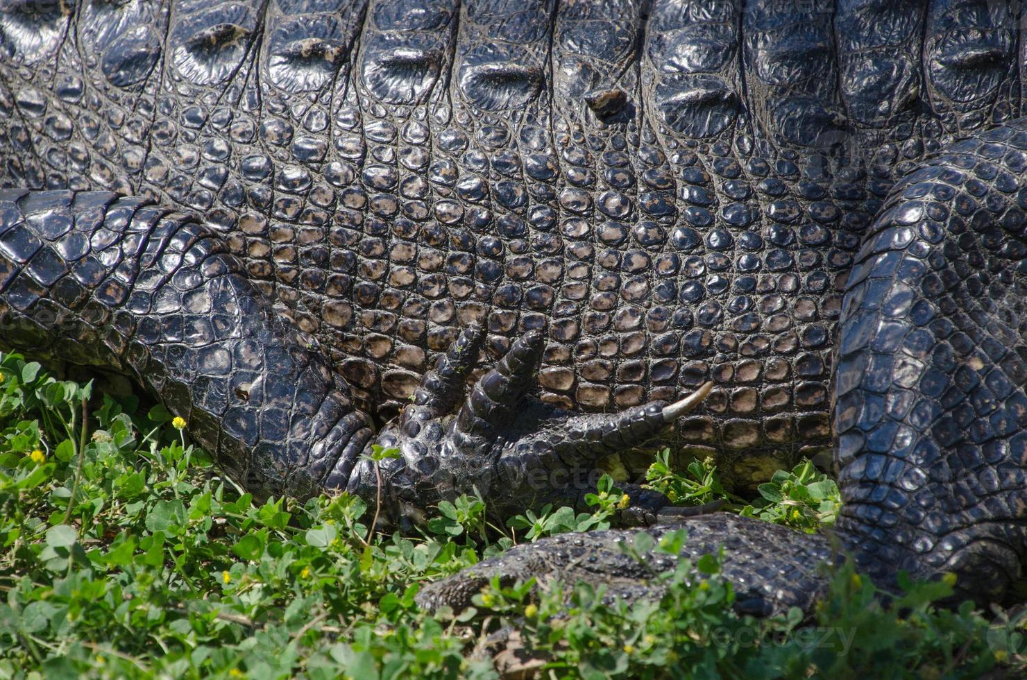 Close-up view of an alligator's midsection in profile, its limbs relaxed as it basks in the sun. photo