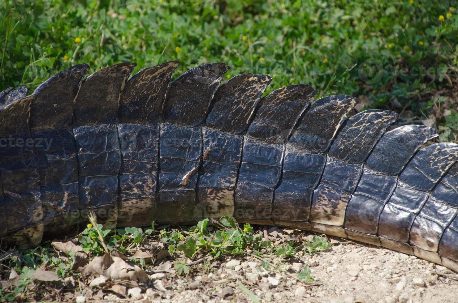 Close-up of a resting alligator's tail showing the details of its armor-like scutes. photo