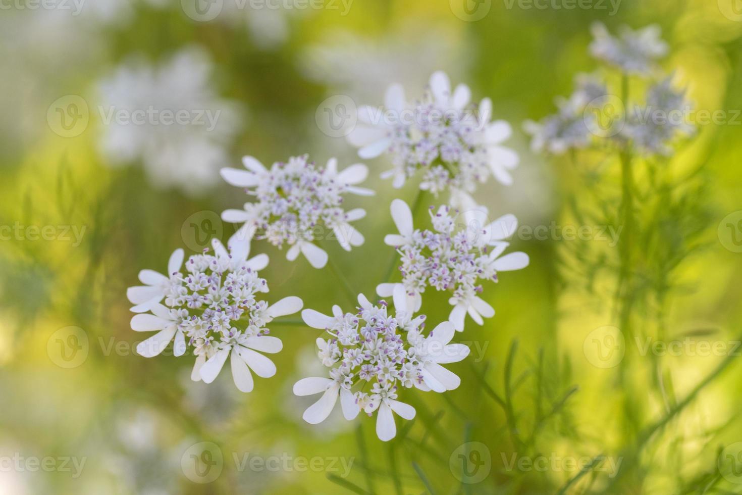 cuando el cilantro, el cilantro, florece, produce hermosas flores blancas que son amadas por los insectos. foto