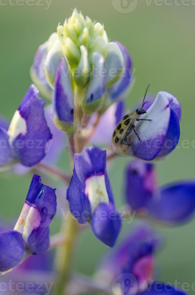 A cucumber beetle on a bluebonnet during spring in Texas. photo