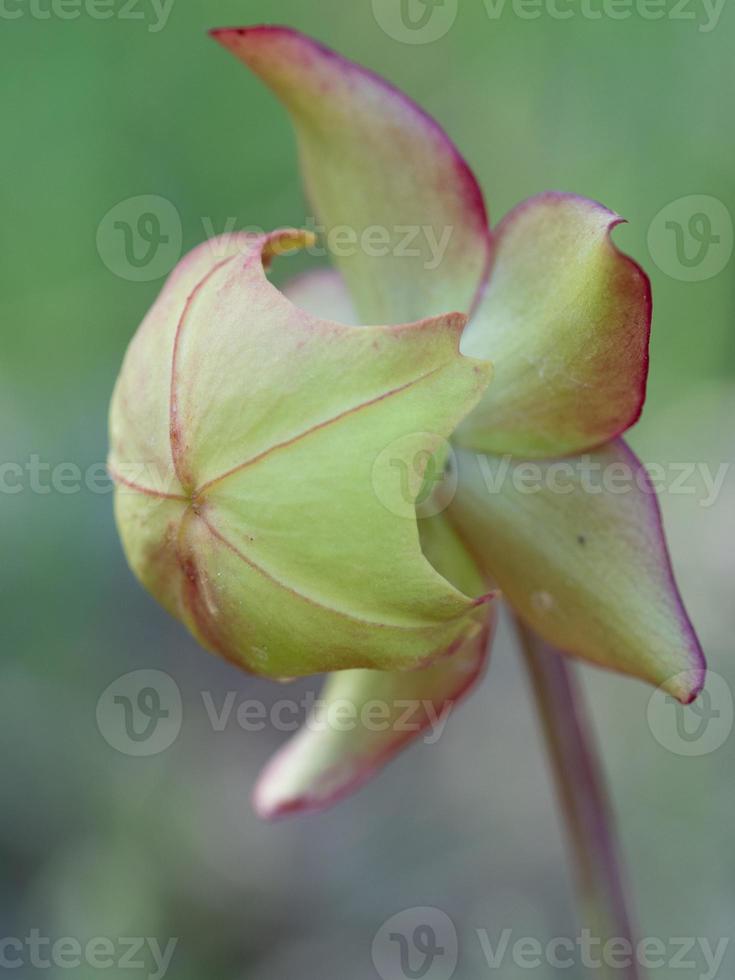 After its petals drop, the purple pitcher plant focuses on growing its fruit. photo