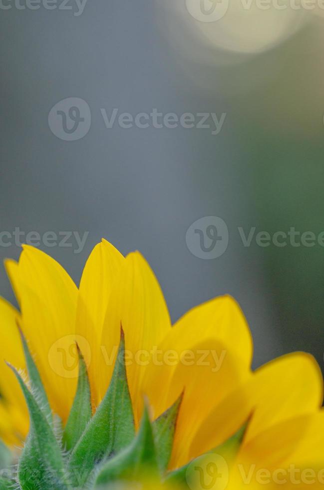 A yellow Gerbera daisy in left bottom corner and blurred background above. photo
