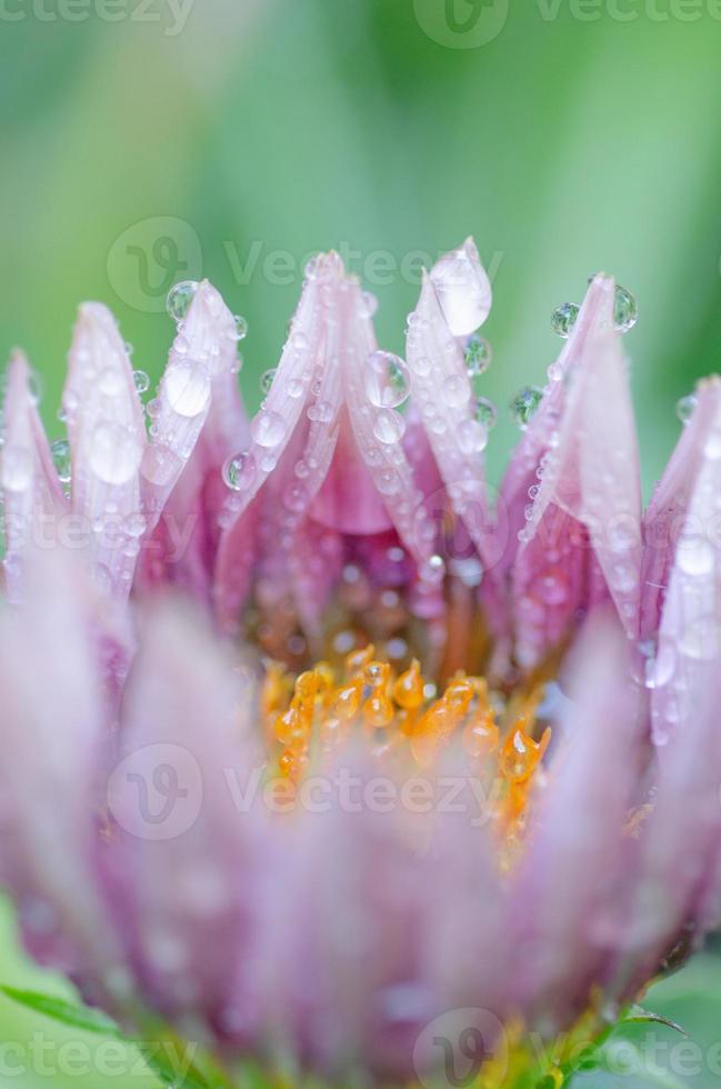 Close-up of a pink flower decorated in rain drops set against a green blurry background. photo