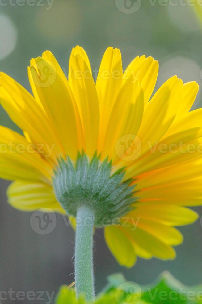 The backlit yellow petals of a gerbera daisy seen from below and set against a blurry background. photo