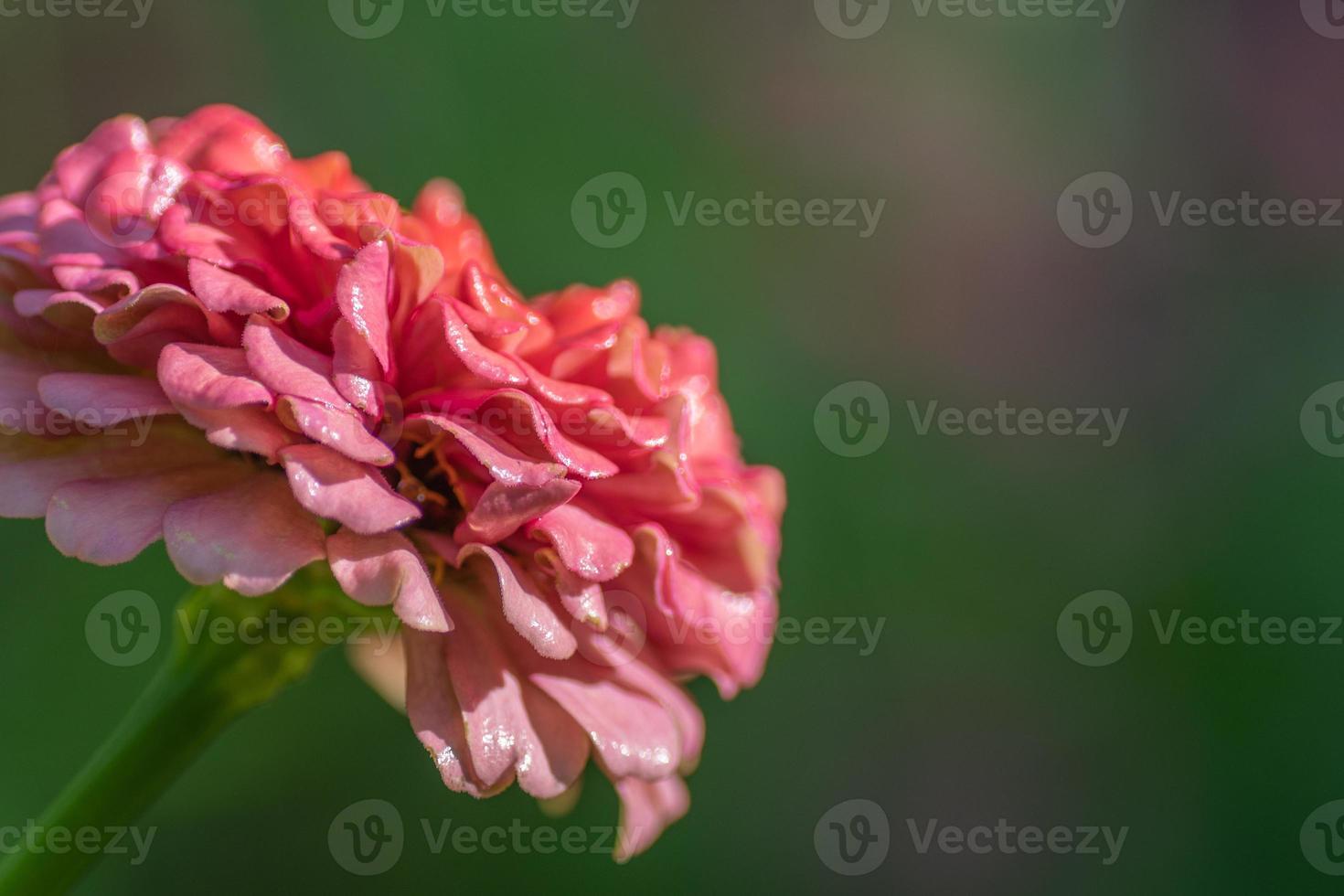 A pink zinnia viewed from the side against a blurred, green background with space for copy. photo