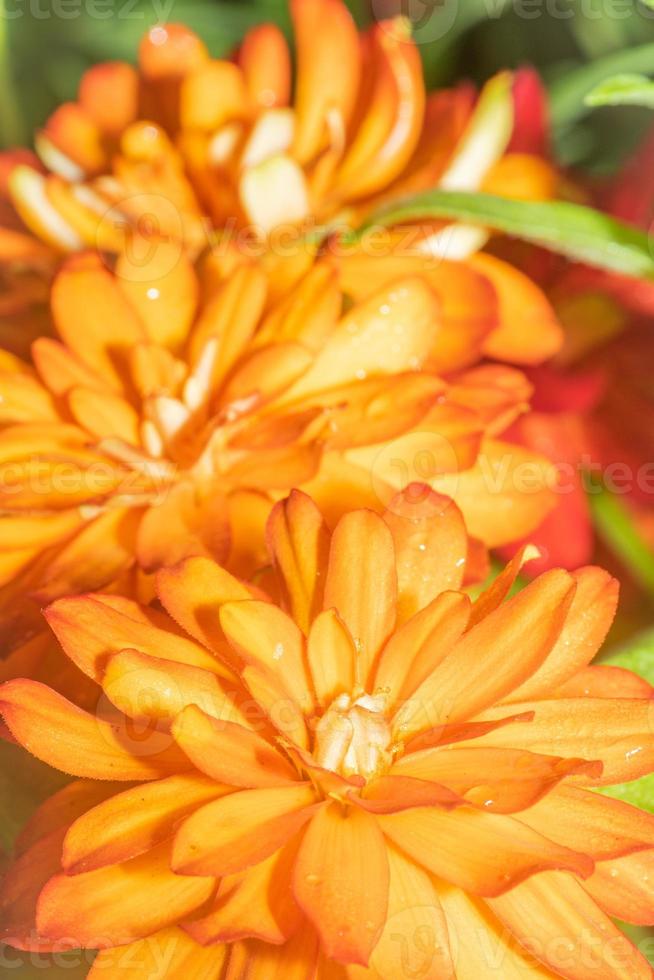 Three orange zinnia flowers in a vertical image. photo