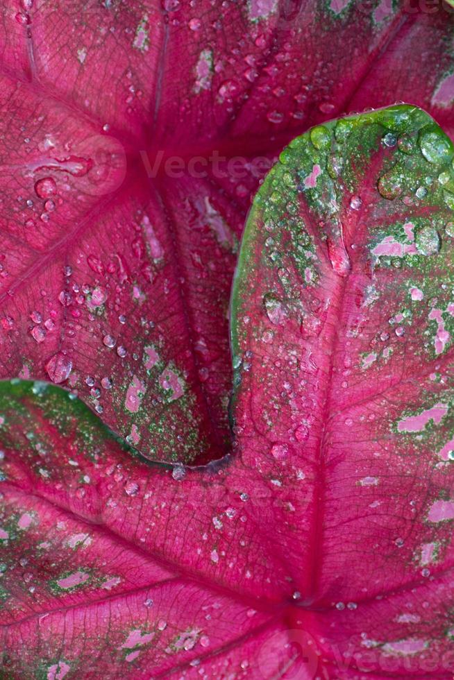 Two bright red and green caladium leaves overlapping and filling the frame. photo
