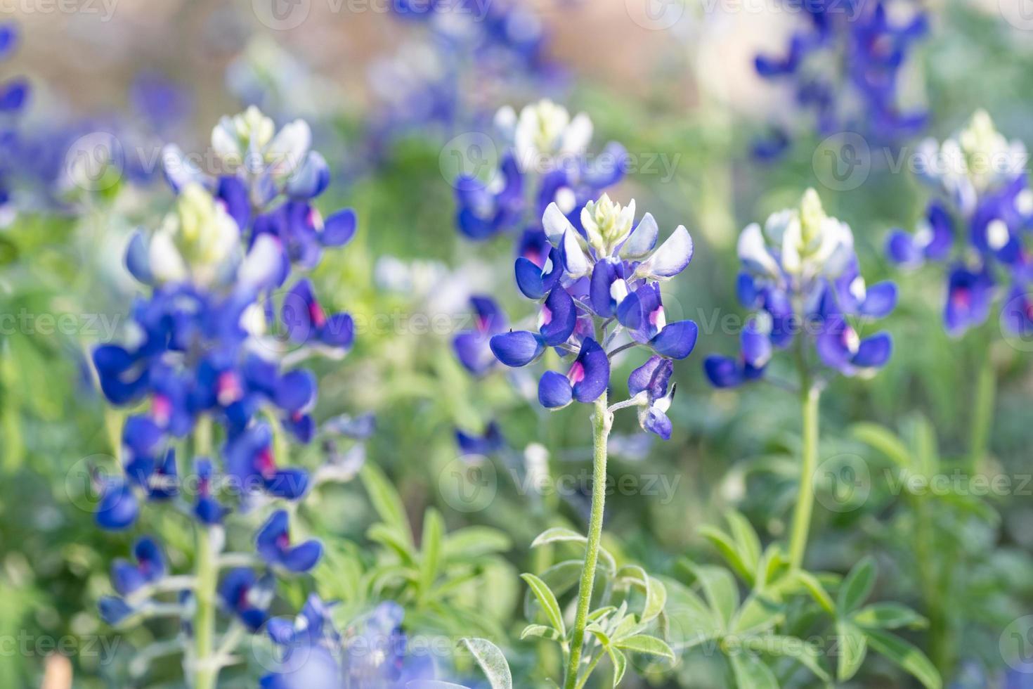 el bluebonnet es la flor del estado de texas. foto