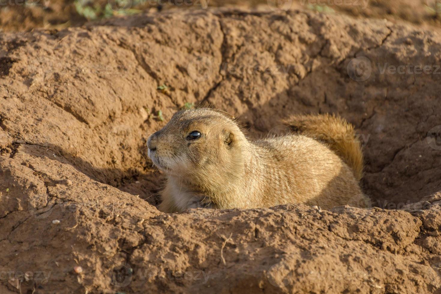 un perrito de las praderas asomándose de su madriguera en el parque estatal caprock canyons en texas. foto