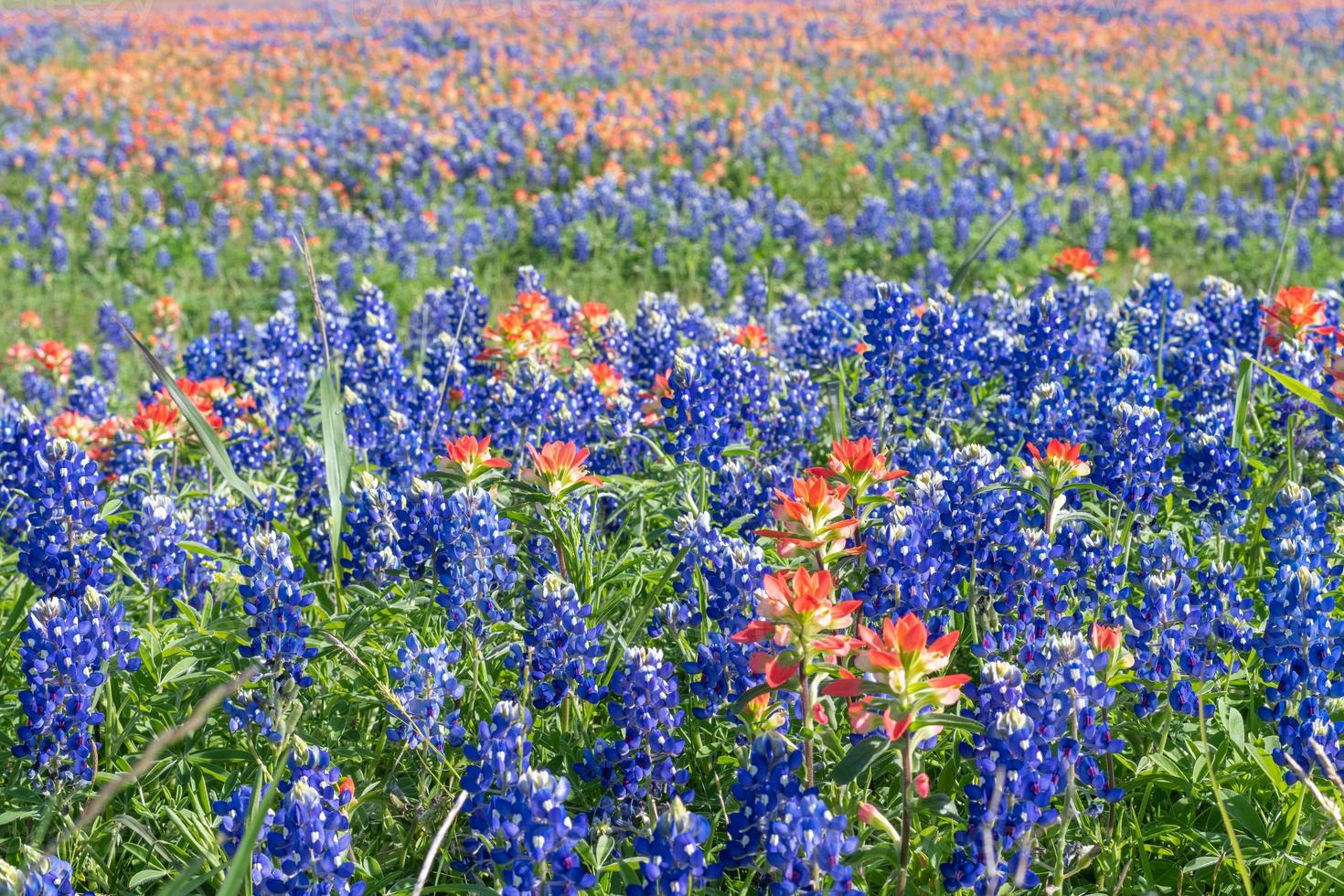 Close-up of bluebonnets and indian paintbrushes during spring in Texas. photo