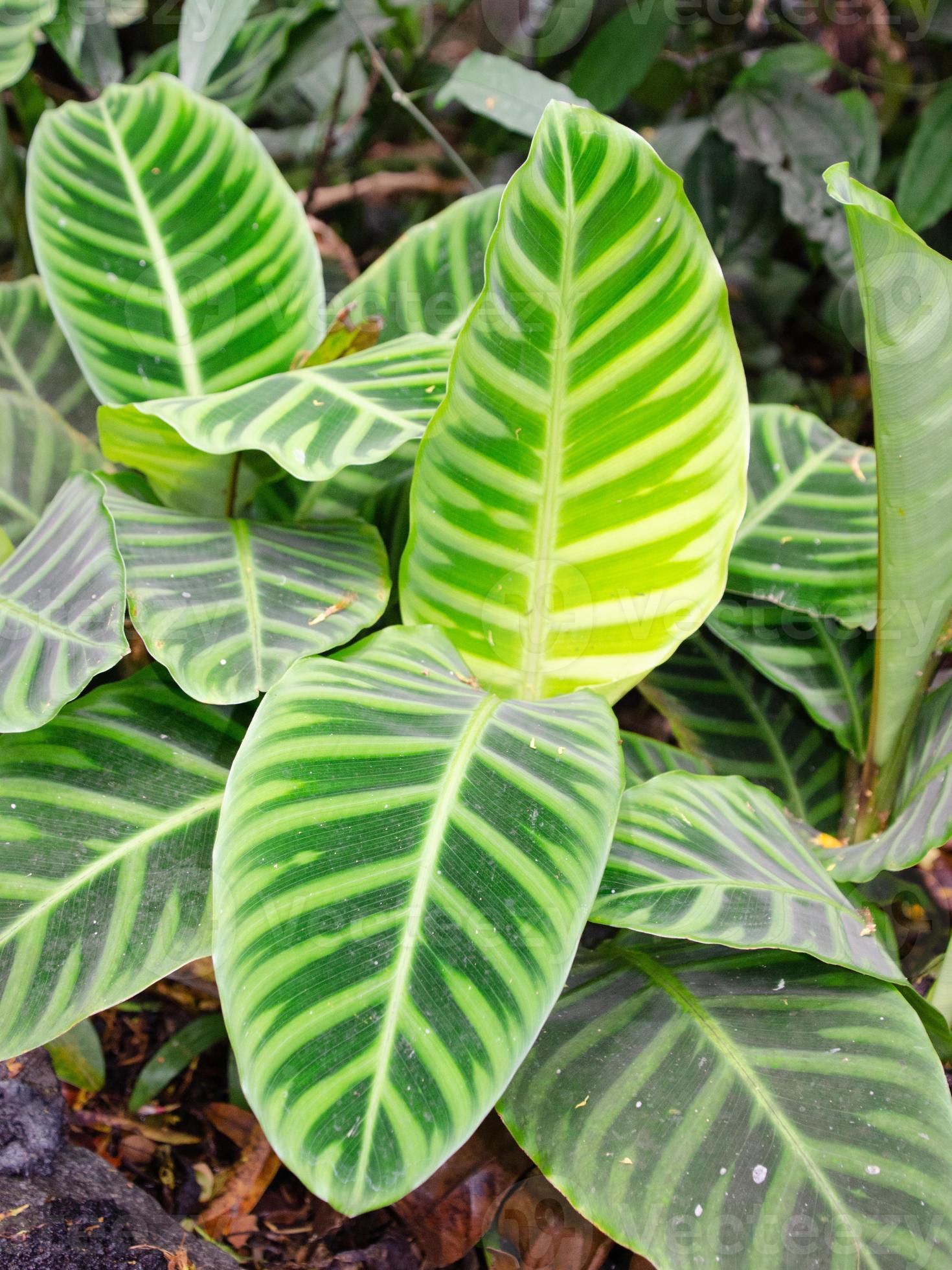 A zebra plant, its striking leaf pattern drawing the eye, grows in a