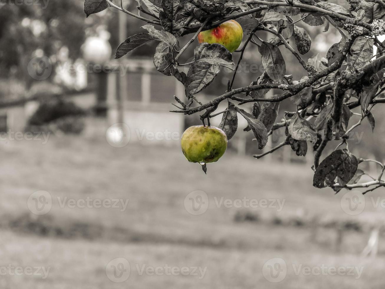 Apple on the tree photo