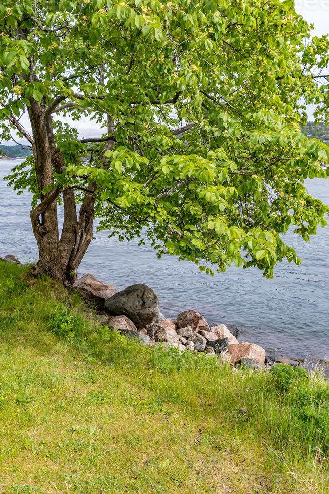 A lone tree on the shore of the Oslo fjord. photo