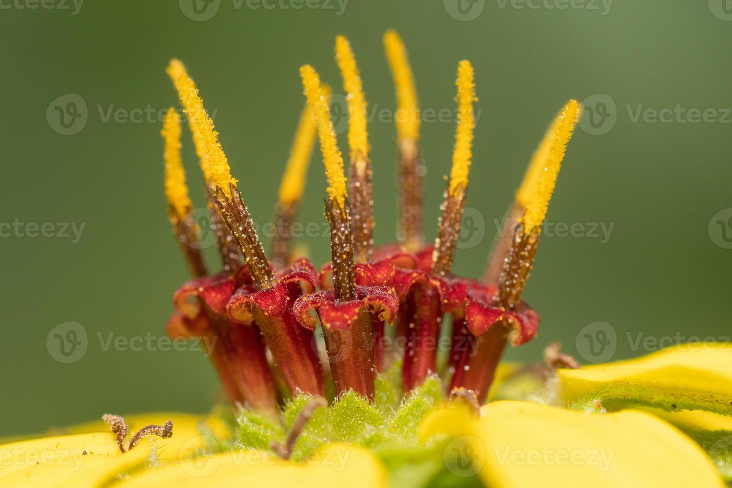 un primer plano extremo de una flor amarilla de berlandiera texana, que muestra el estambre, que consiste en la antera cubierta de polen y el filamento. foto