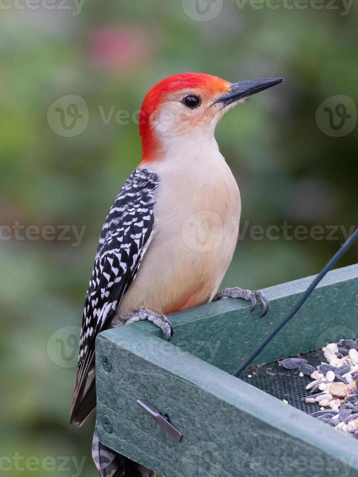 un pájaro carpintero de vientre rojo visitando el comedero para pájaros. foto
