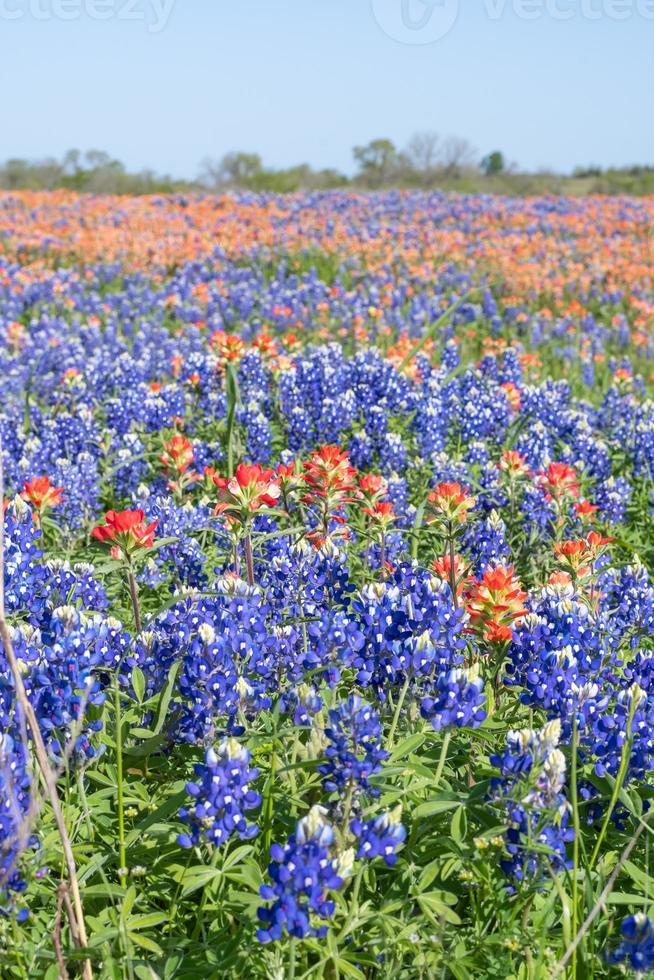 Bluebonnets and Indian paintbrush cover the fields of East Texas in spring. photo