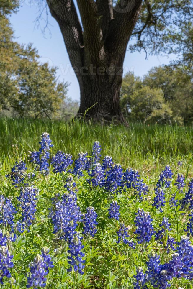 Bluebonnets grow at the base of a tree. photo