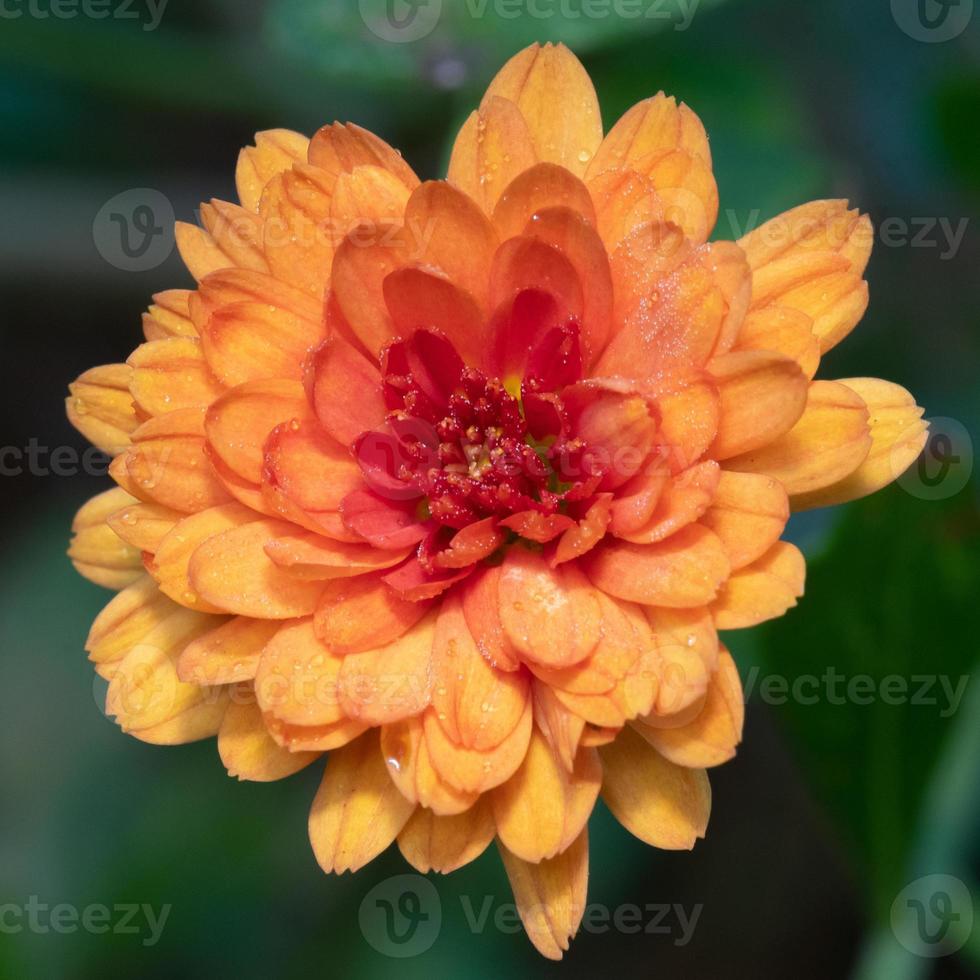 Close-up of the orange flower of a chrysanthemum, or hardy mum. photo