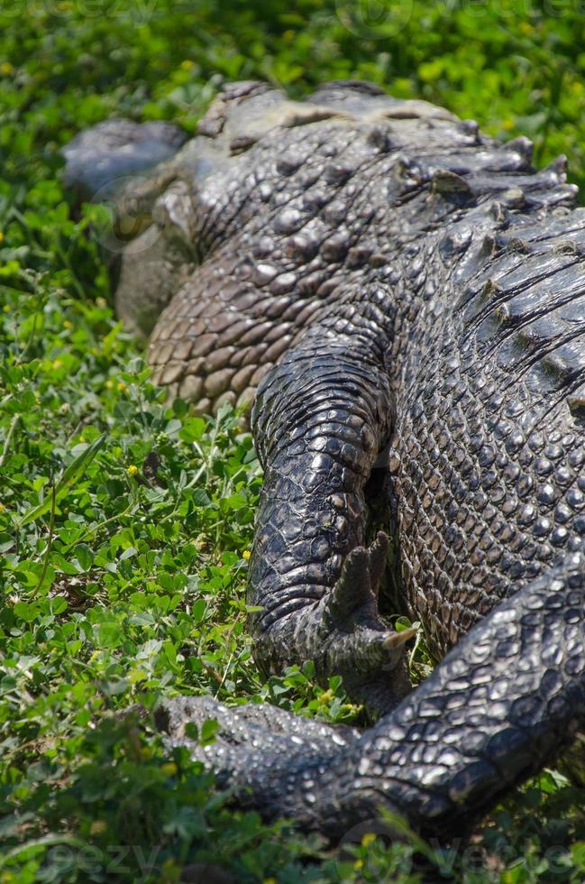 Close-up of a basking alligator's front leg as the animal lies in a relaxed posture. photo