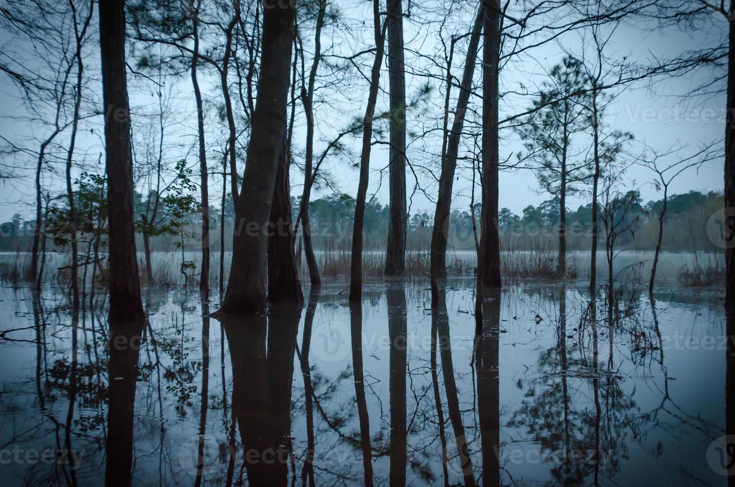 Heavy rains have submerged the trees that stand on the edge of the pond, their shapes reflected upon the water-soaked ground on this early winter morning before sunrise. photo