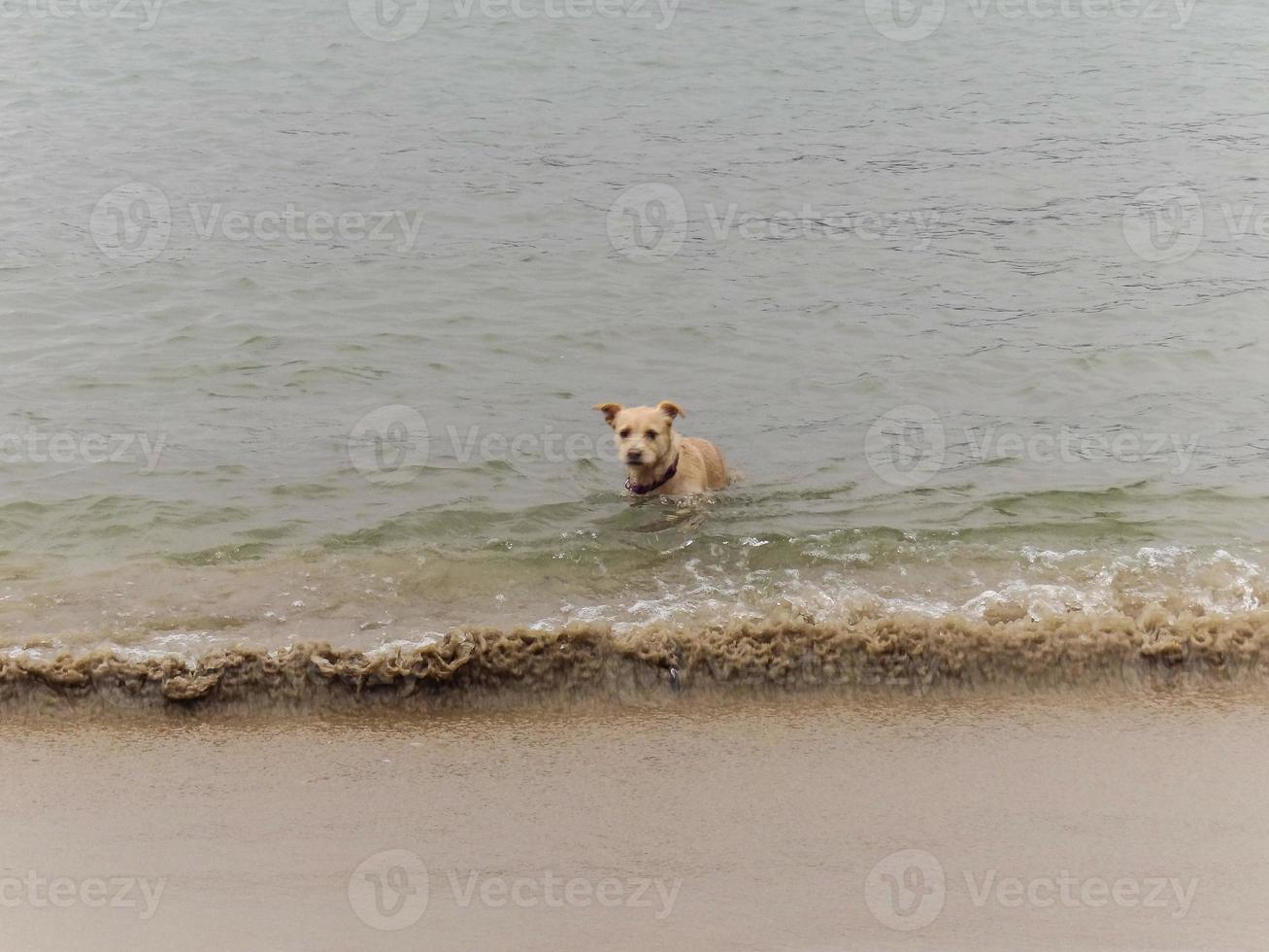 A dog on beach photo