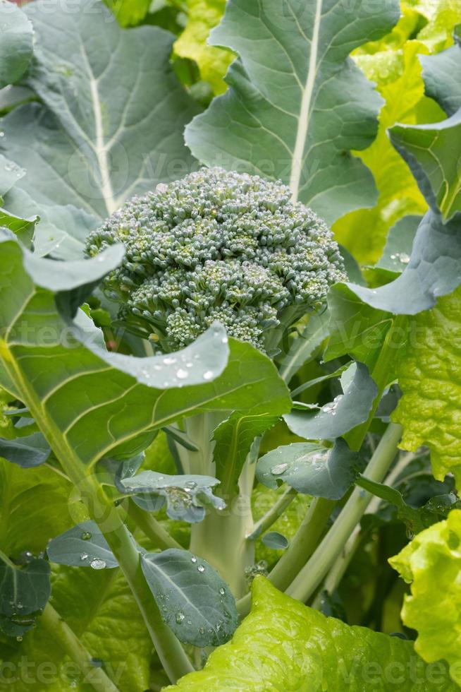 Broccoli growing in the garden, surrounded by bright green lettuce