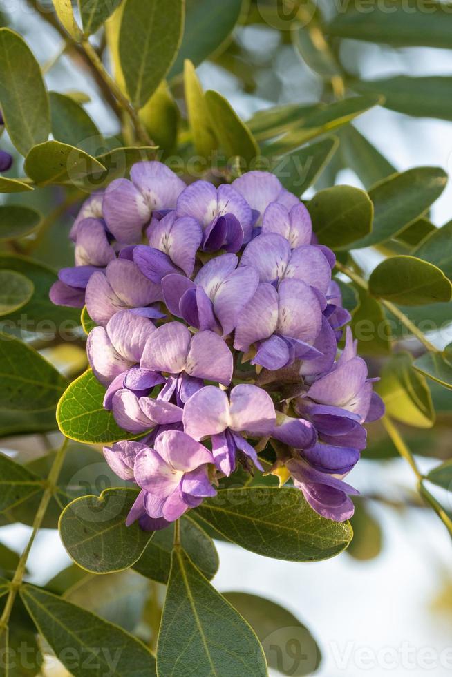 The fragrant lavender flowers of Texas mountain laurel form in drooping clusters. photo