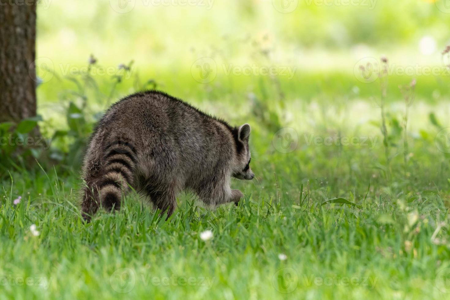 A raccoon foraging for food in green grass. photo