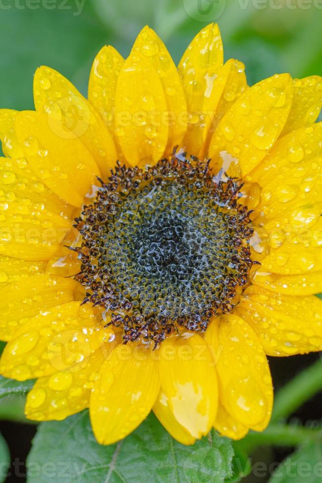 Close-up of a sunflower bloom, helianthus, after the rain. photo