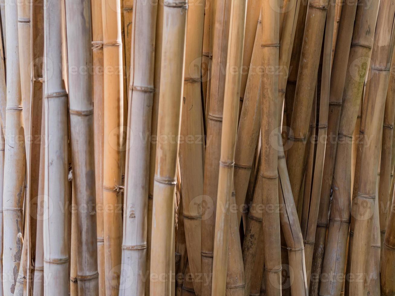 Horizontal background image of a stand of living bamboo, the plants' golden stems warm and peaceful. photo