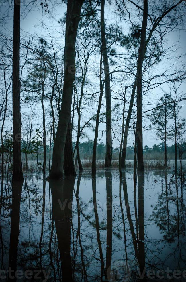 Vertical image of trees on the edge of the pond, their shapes reflected upon the water-soaked ground caused by flooding on this early winter morning before sunrise. photo