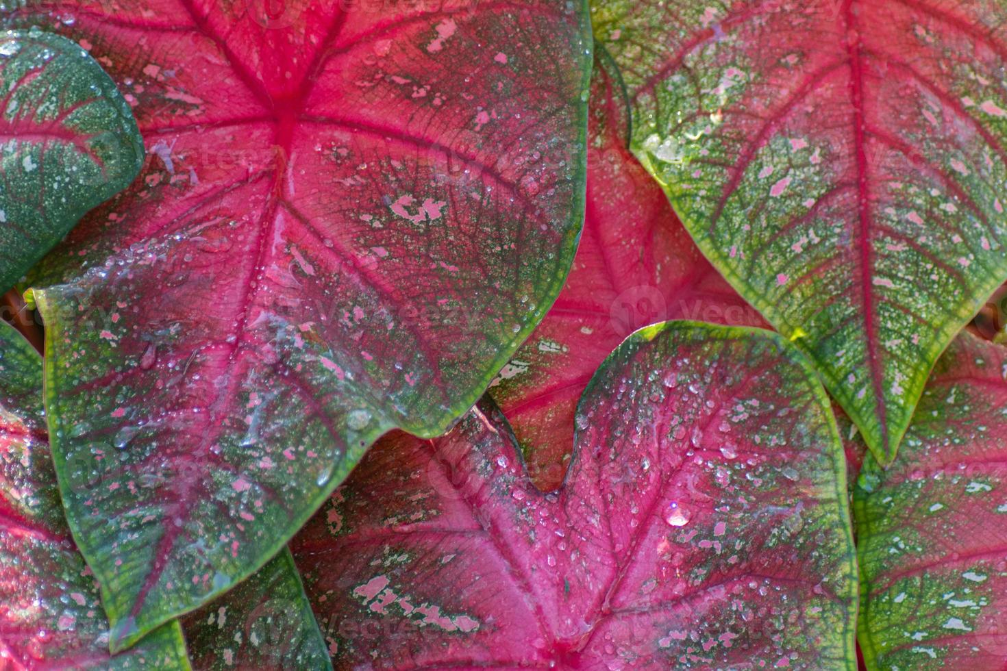 A horizontal image of the large red and green leaves of caladium. photo