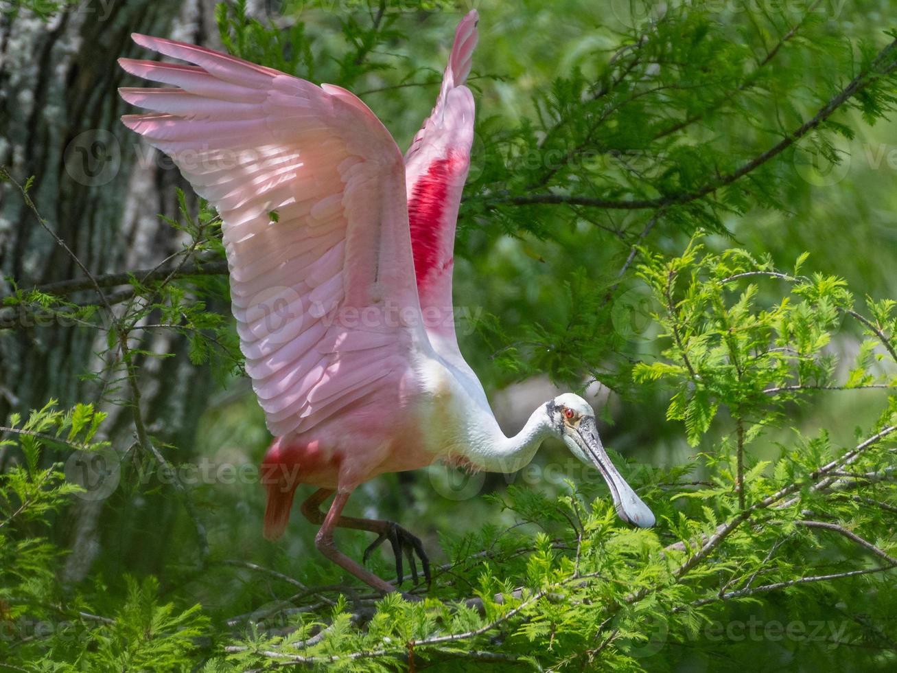 A breeding roseate spoonbill with wings raised while moving along the branch of a bald cypress tree. photo