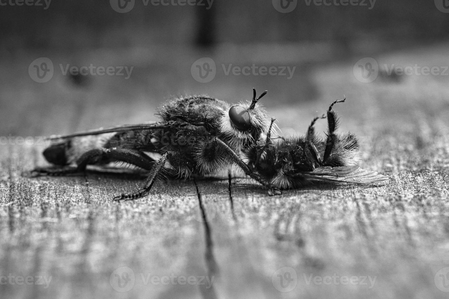 Yellow murder fly or robber fly as black and white image with a bumblebee as prey photo