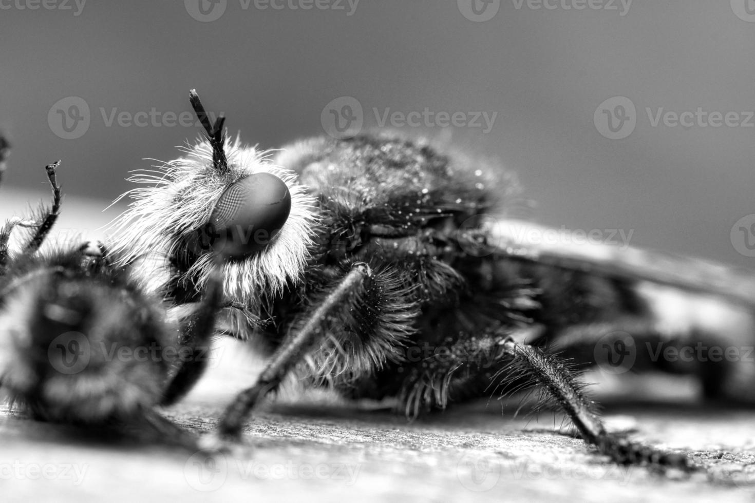 Yellow murder fly or robber fly as black and white image with a bumblebee as prey photo
