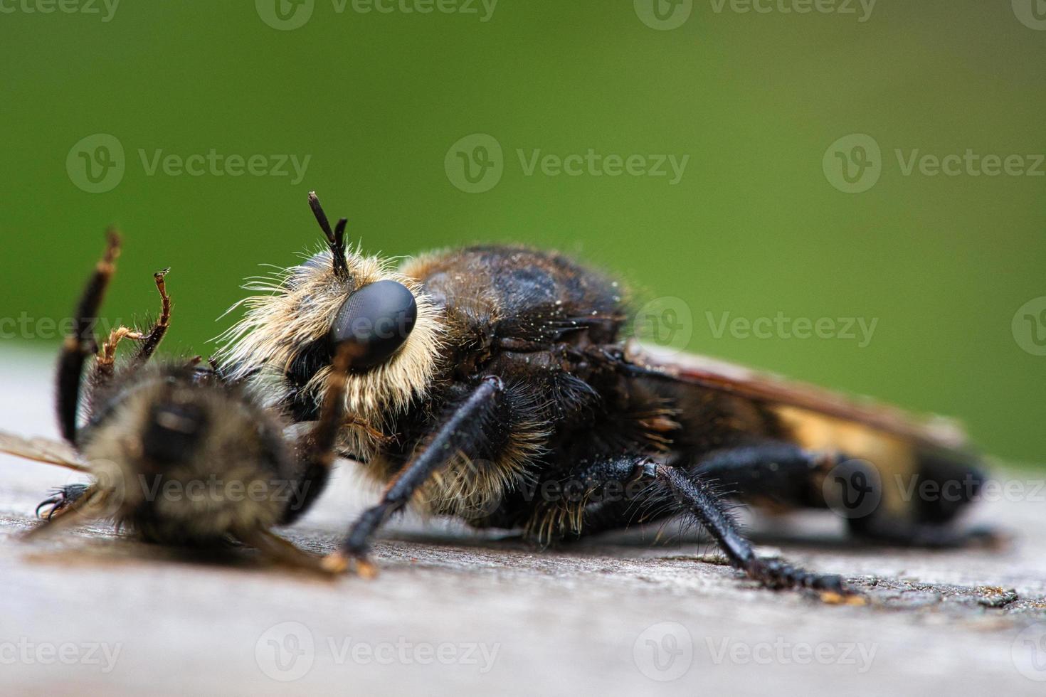Yellow murder fly or yellow robber fly with a bumblebee as prey. Insect is sucked photo