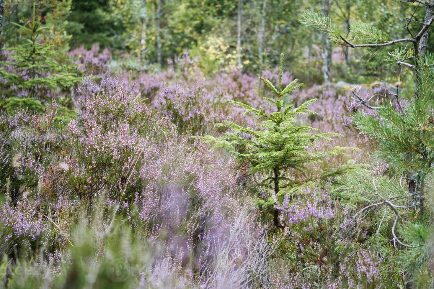 Heather field. Branches with fine filigree purple flowers. Dreamy in the sunlight photo