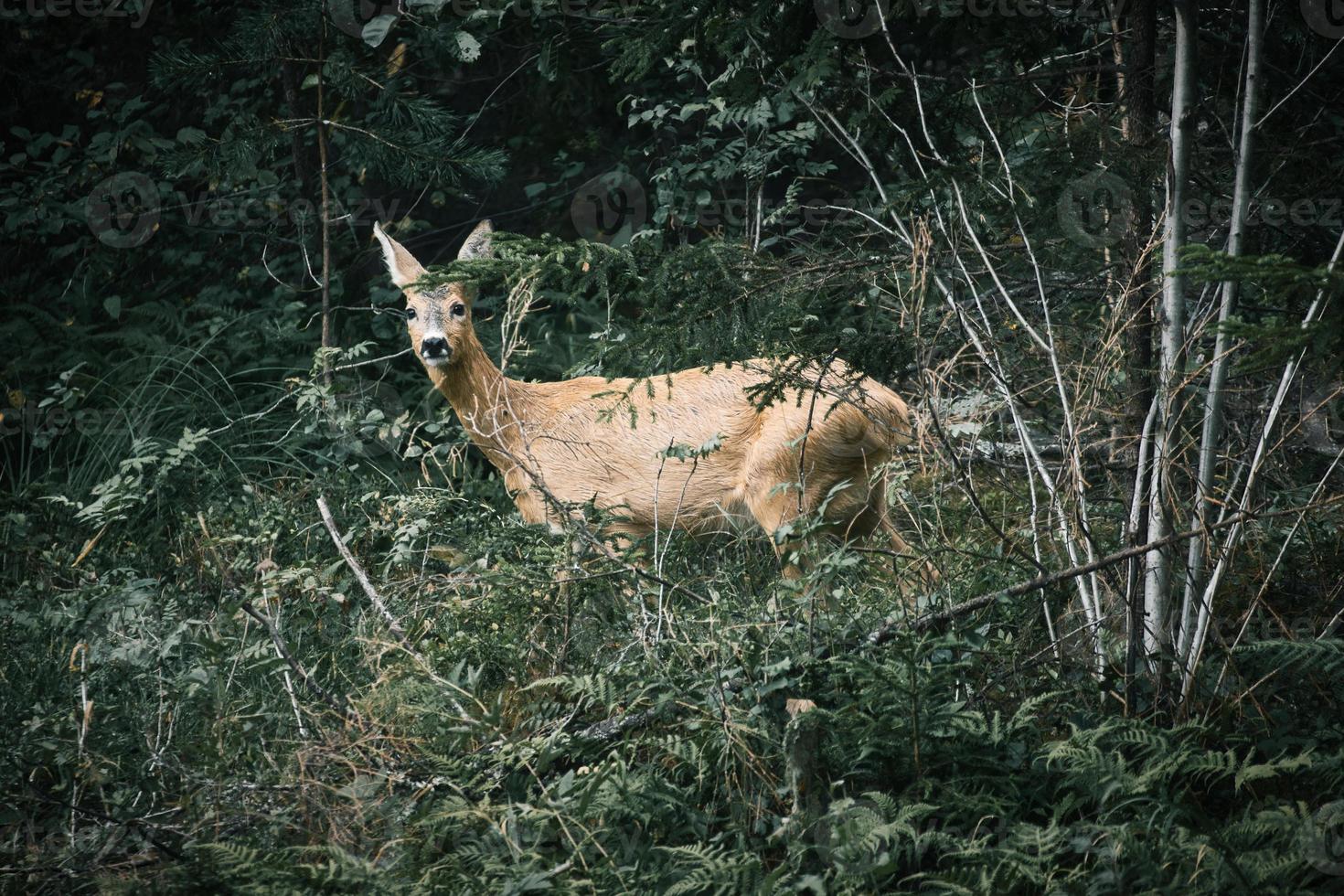 ciervo en un claro frente al bosque mirando al espectador. fauna observada foto